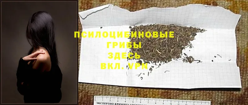 сколько стоит  Ленинск  Галлюциногенные грибы Psilocybine cubensis 